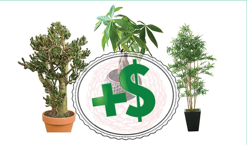 Gajite ove tri biljke i problemi s novcem će nestati!